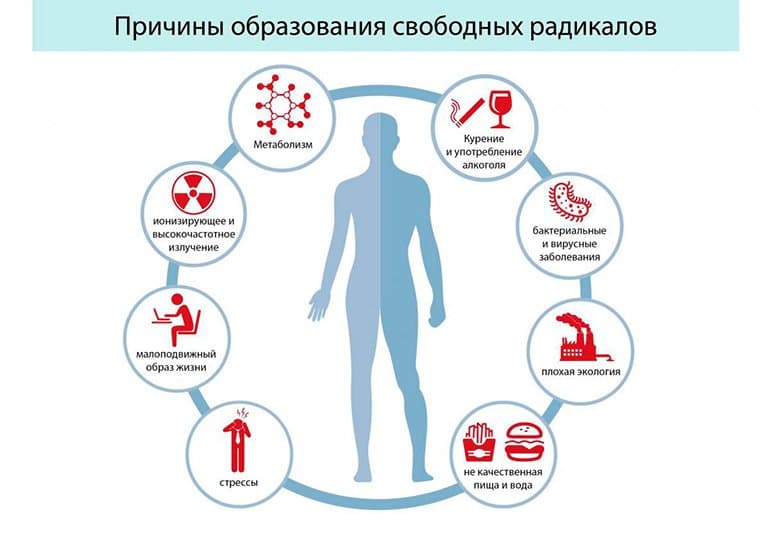 Витамин Р снижает уровень свободных радикалов.