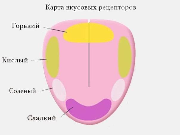 Строение вкусового рецептора.