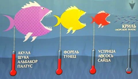 Примерное содержание ртути в рыбе.