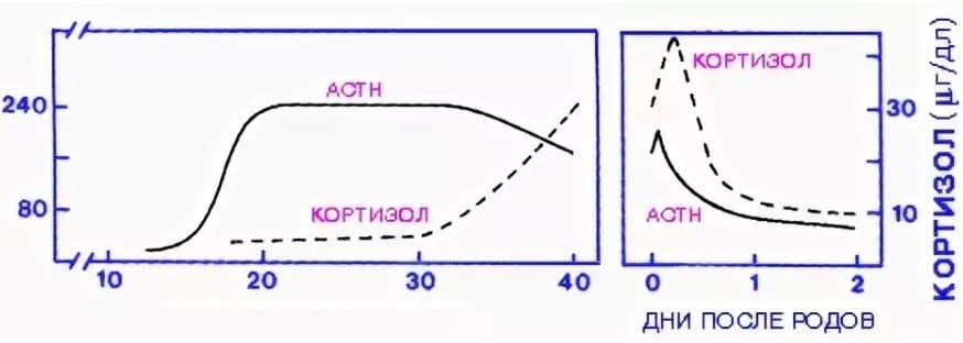 Уровень кортизола у женщин при беременности и после родов.