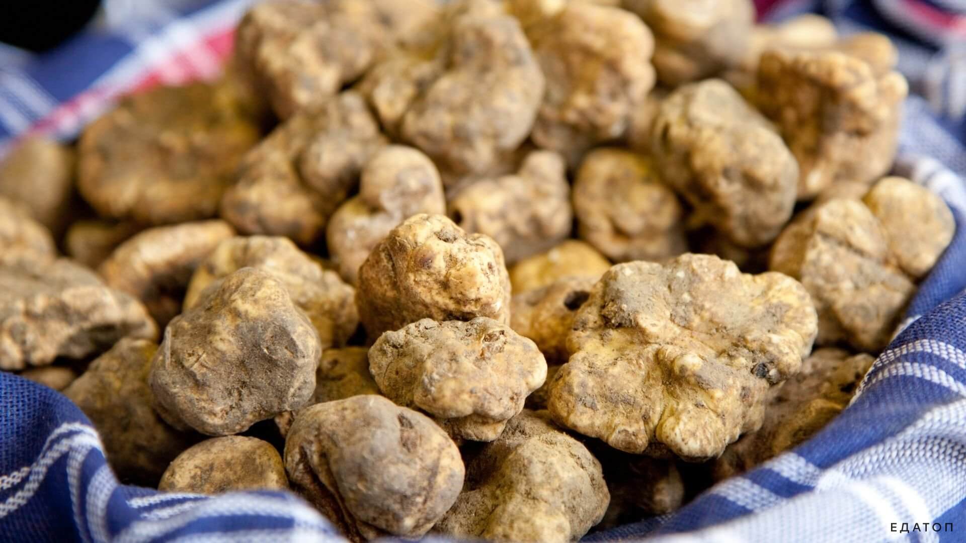 Белый трюфель растет под землей.