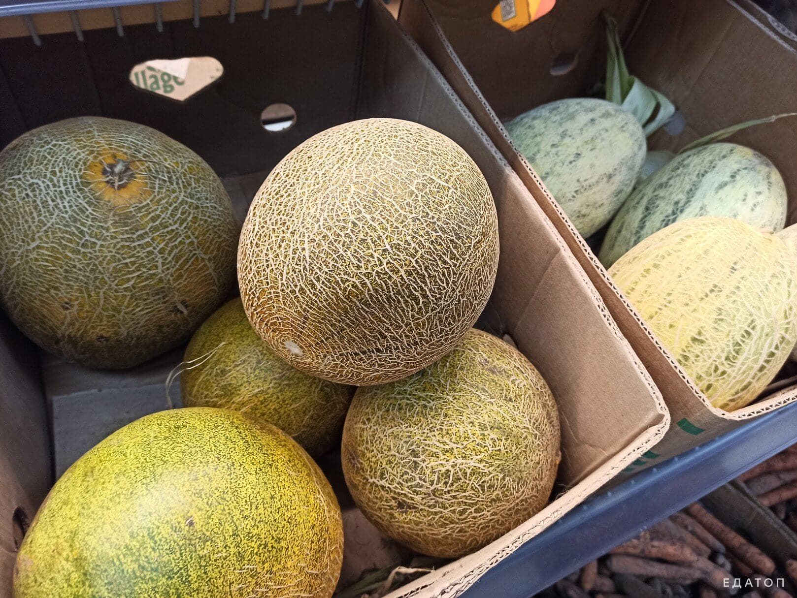 Дыня при язве является нежелательным продуктом.