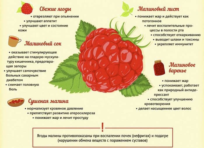 Малина полезна в любом виде. Но есть и противопоказания.