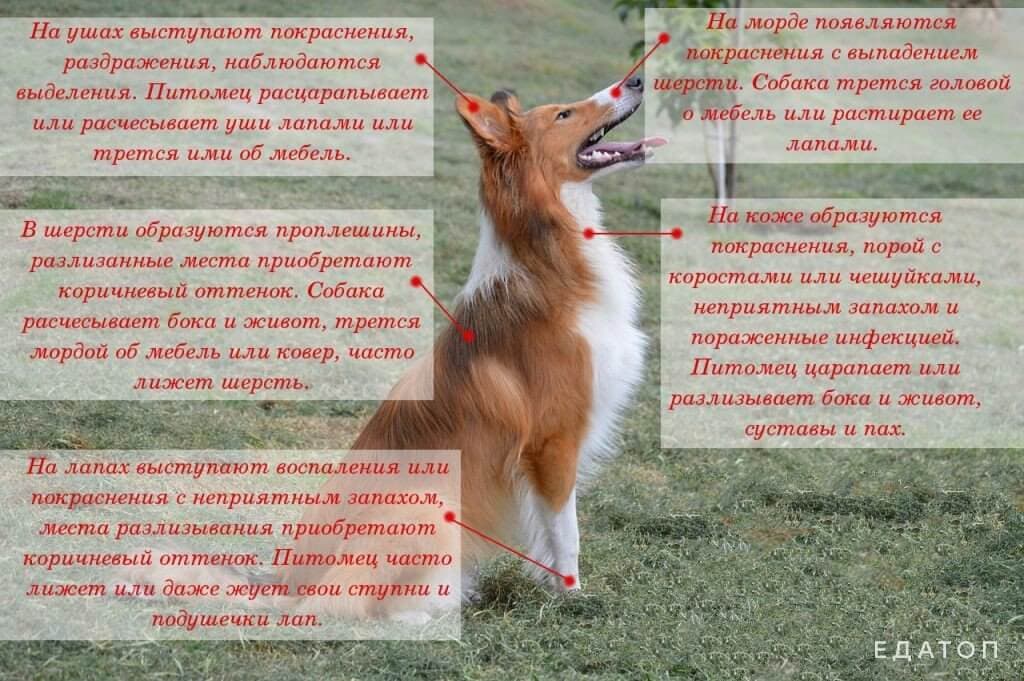Симптомы пищевой аллергии у собаки.