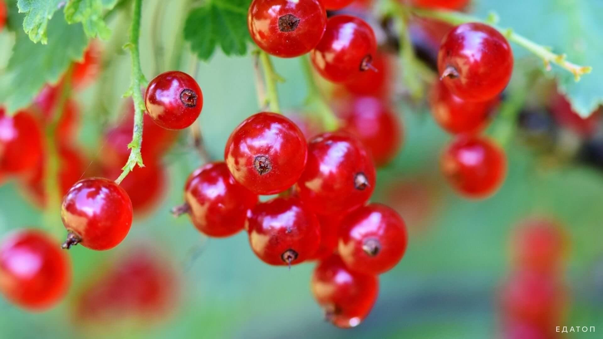 Красная смородина содержит фолиевую кислоту.