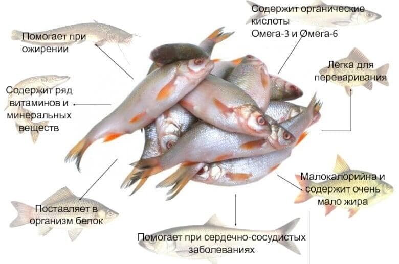 Польза рыбы для организма.