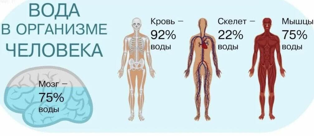 Восполнение запасов воды необходимо для поддержания жизнедеятельности всех функций и систем организма.