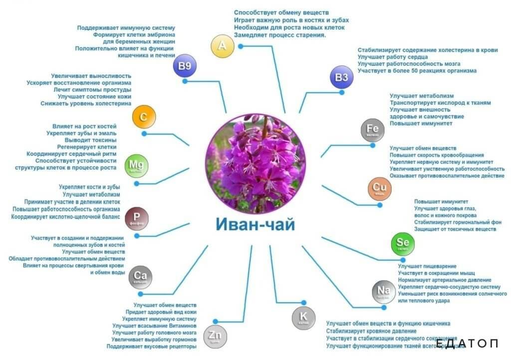 Полезные свойства иван-чая.