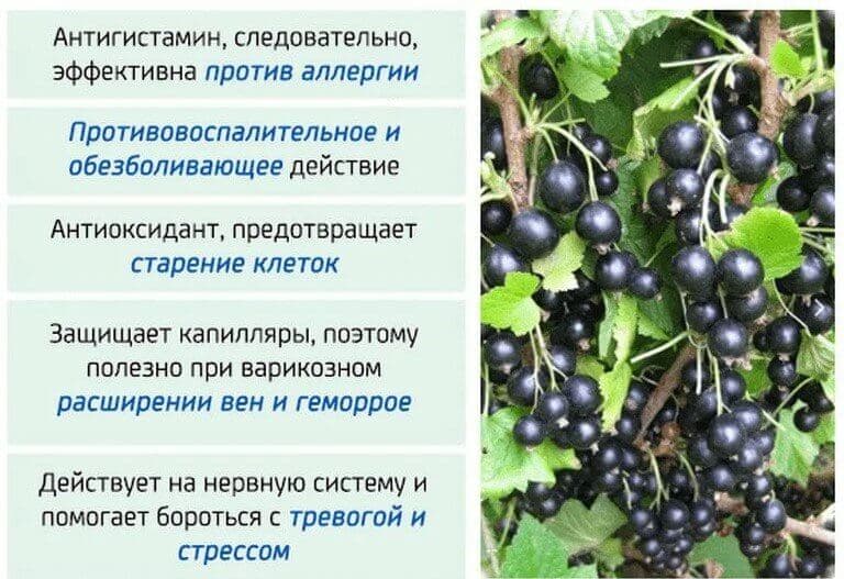 Полезные свойства ягоды.