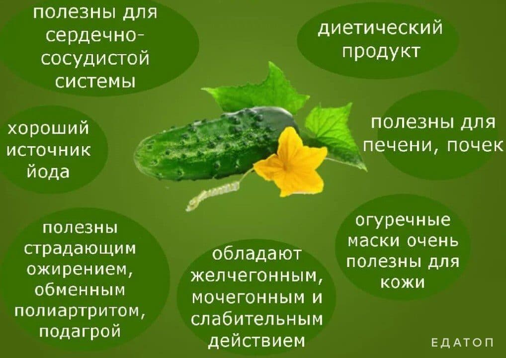 Полезные свойства огурца.