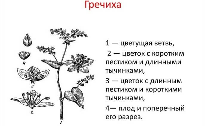 Строение гречихи посевной.