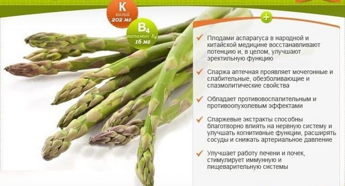 Полезные свойства спаржи.