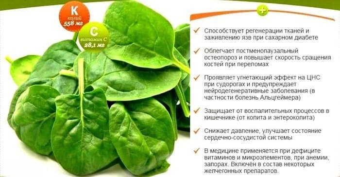 Полезные свойства шпината для организма.
