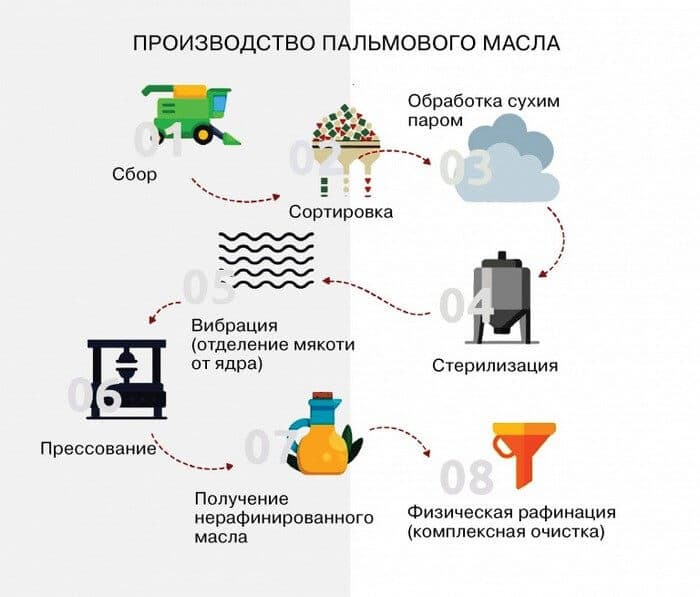 Этапы технологического производства пальмового масла.