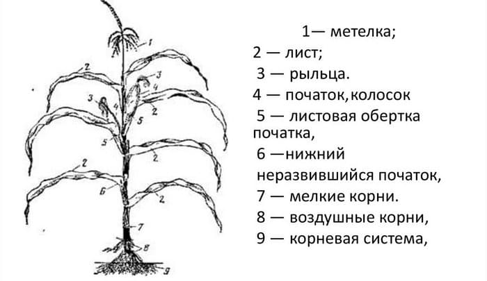 Строение злакового растения.