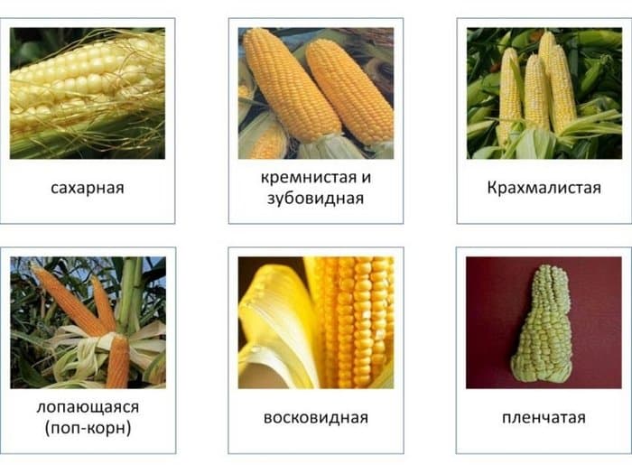 Популярные сорта зерновой культуры.