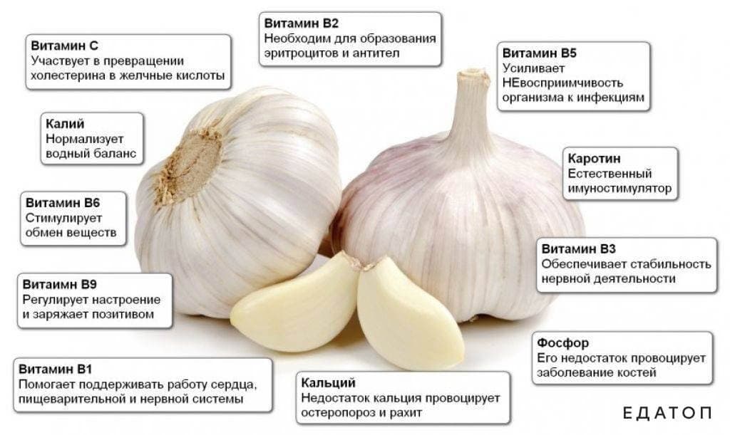 Полезный состав чеснока.
