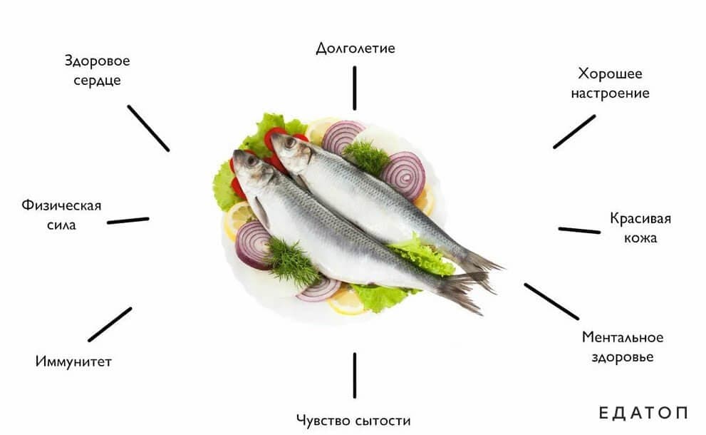 Польза седеки для организма человека.