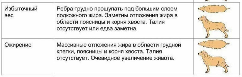Разница между избыточным весом и ожирением.