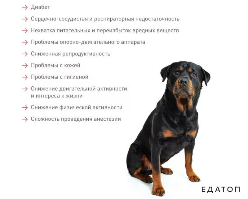 Проблемы, вызываемые ожирением.