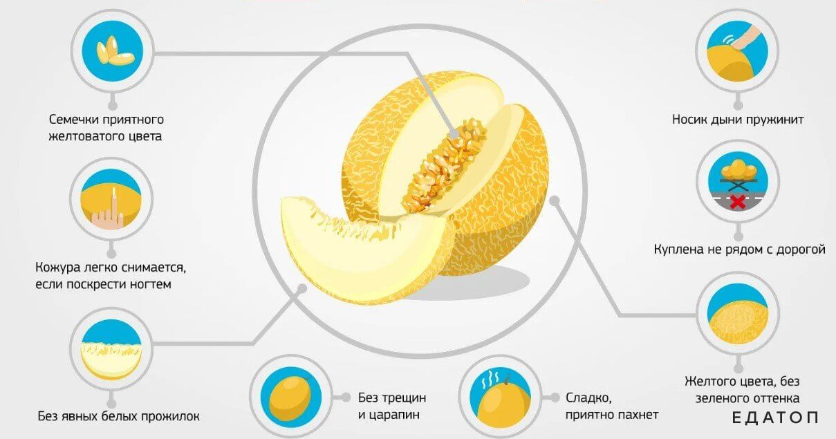 Признаки качественной дыни.