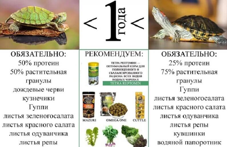 Основной рацион черепахи.