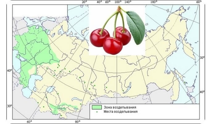 Ареал произрастания черешни.