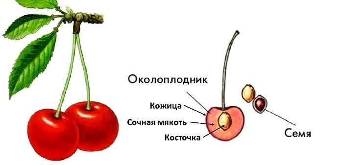 Строение плода черешни.