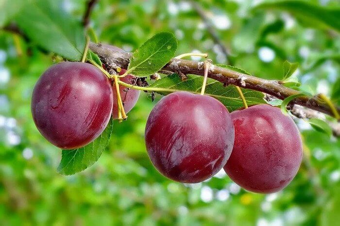 Слива – популярный фрукт, обладающий великолепным вкусом и множеством полезных свойств.