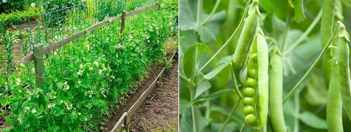 Горох — это однолетнее растение, которое широко распространено по всему миру.