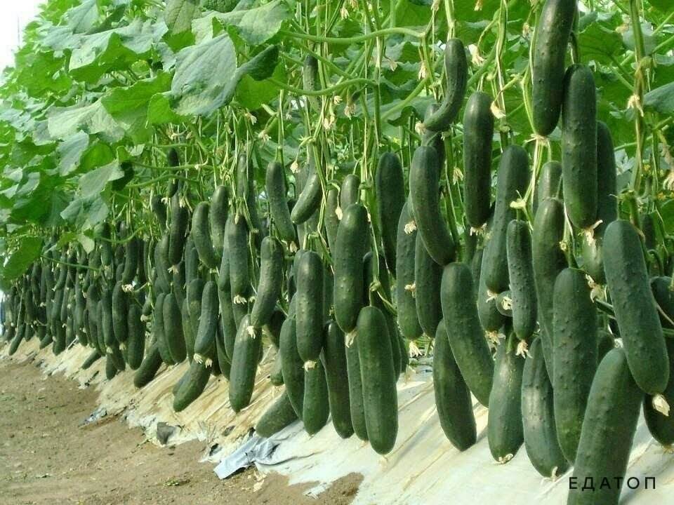 Огурцы любят много света и тепла.