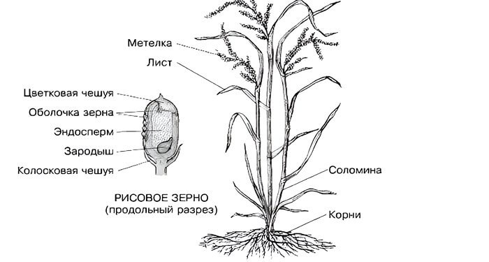 Структура рисового зерна.
