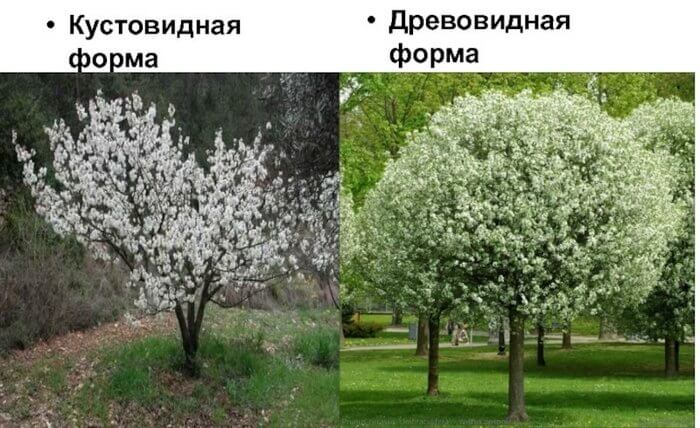 Сорта вишни делятся на два типа: кустарниковый и древовидный.