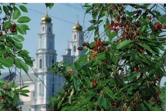 В России вишня успешно адаптировалась к местным условиям.