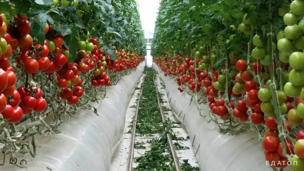 Помидоры - популярное растение.
