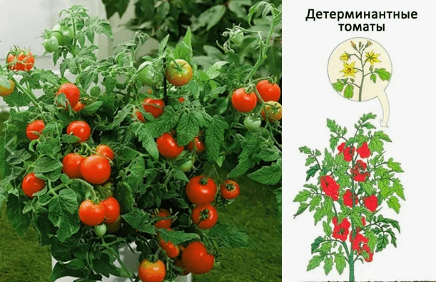 Детерминантные кусты помидор имеют компактный размер.