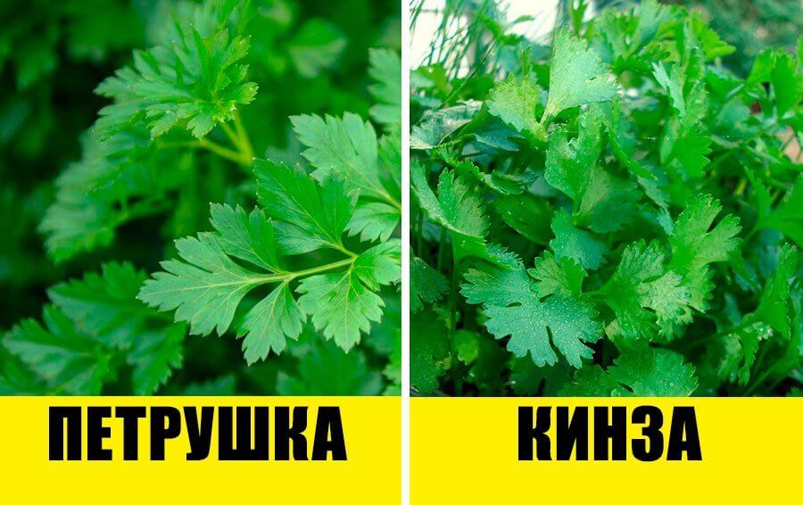 Листья и запах у кинзы и петрушки разные.