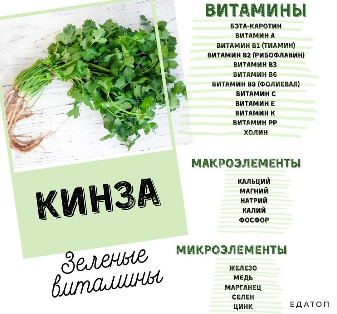 Большое количество микро- и макроэлементов содержится в кинзе.